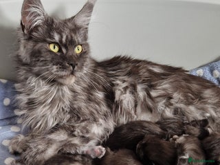 Maine Coon cats - Advert 6
