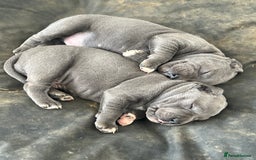 Staffordshire Bull Terrier dogs for sale: READY TO GO 2x BEAUTIFUL BLUE BOYS - Image 8