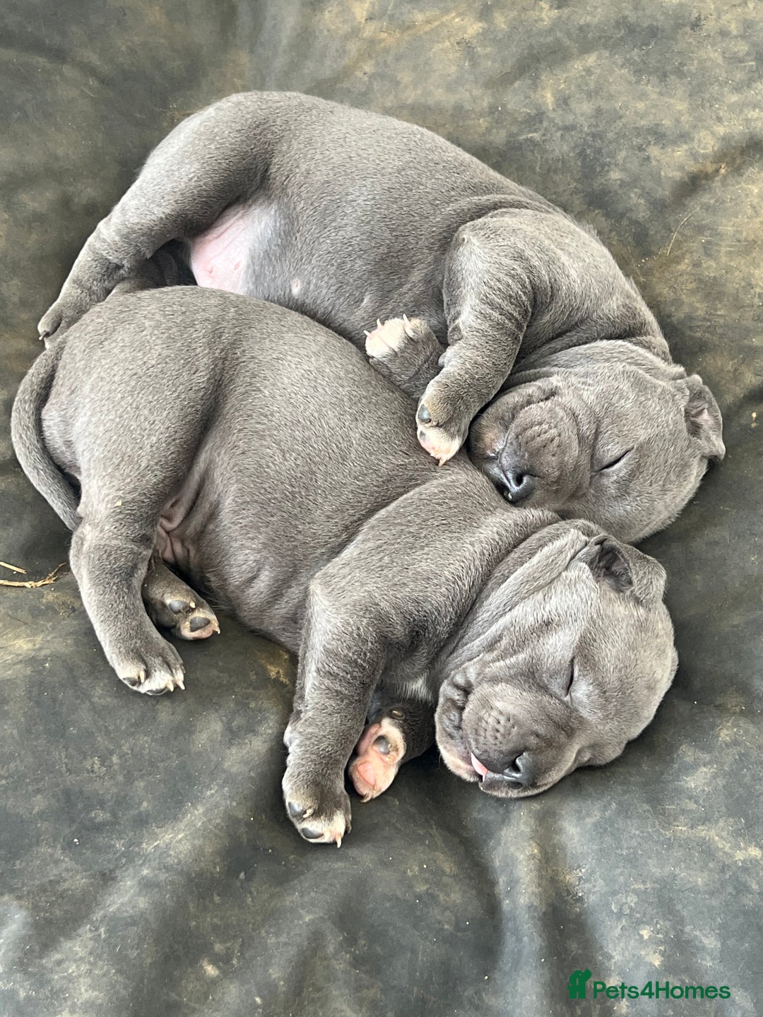 Staffordshire Bull Terrier dogs for sale: READY TO GO 2x BEAUTIFUL BLUE BOYS - Image 8
