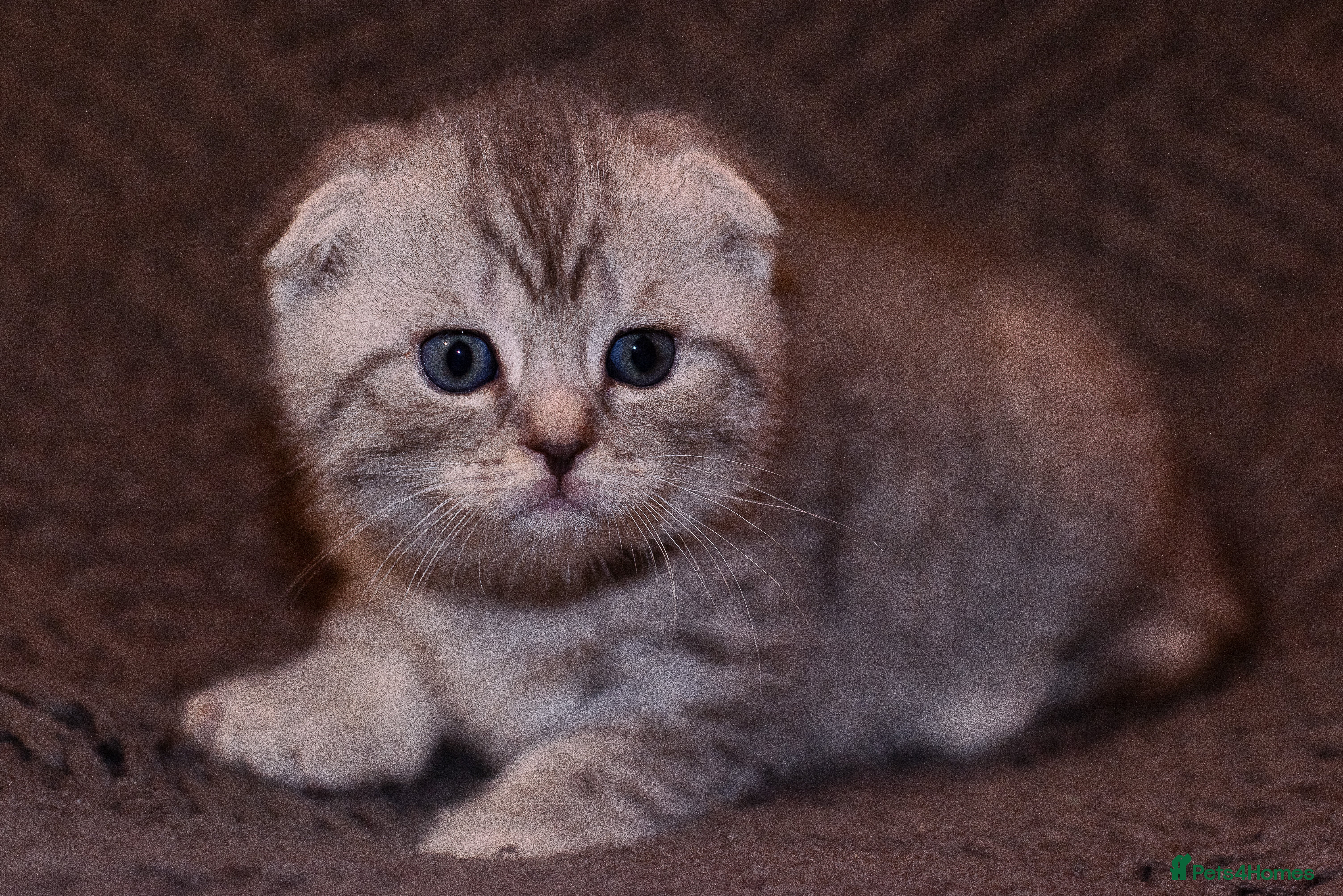 Scottish Fold cats Gorgeous Scottish Fold and straight kittens - Advert 2