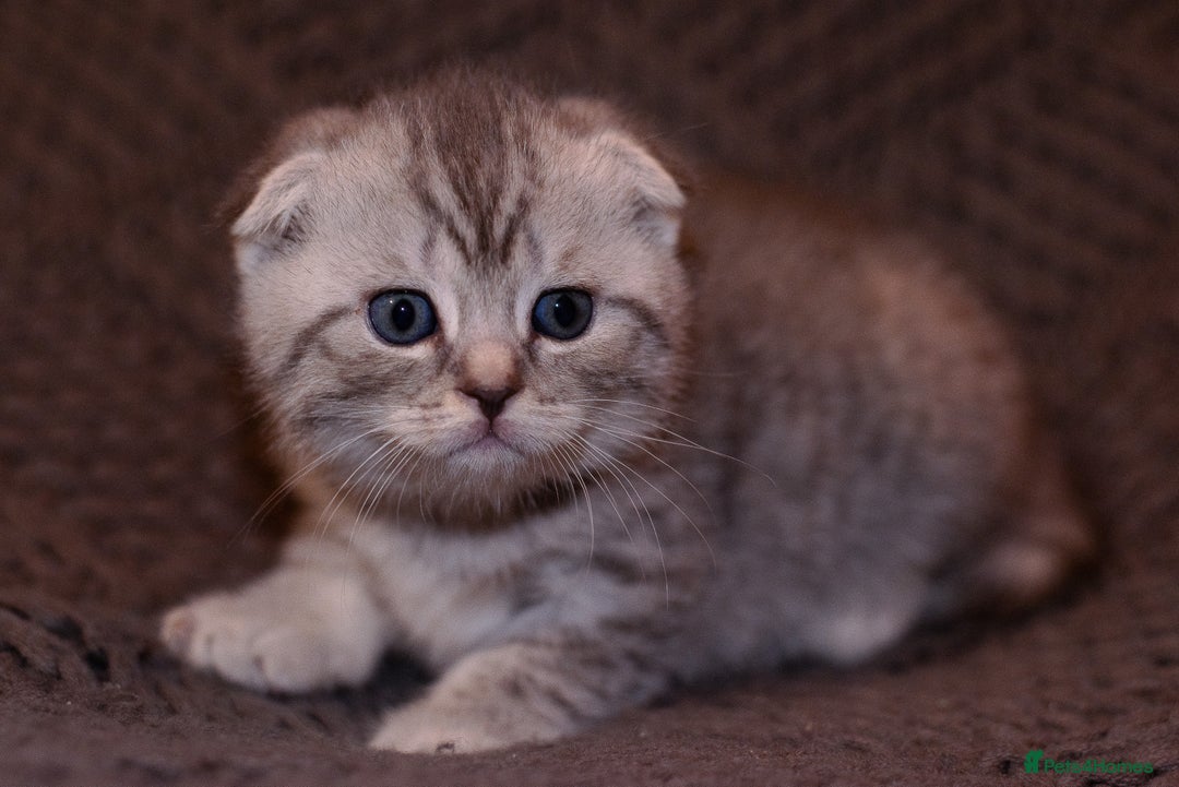 Scottish Fold cats for sale: Gorgeous Scottish Fold and straight kittens - Advert 1