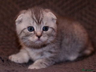 Scottish Fold cats Gorgeous Scottish Fold and straight kittens - Advert 2