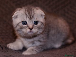Scottish Fold cats Gorgeous Scottish Fold and straight kittens - Advert 4