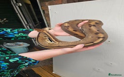 Python Snake reptiles for sale: Aberrant genetic stripe ball python - Image 4