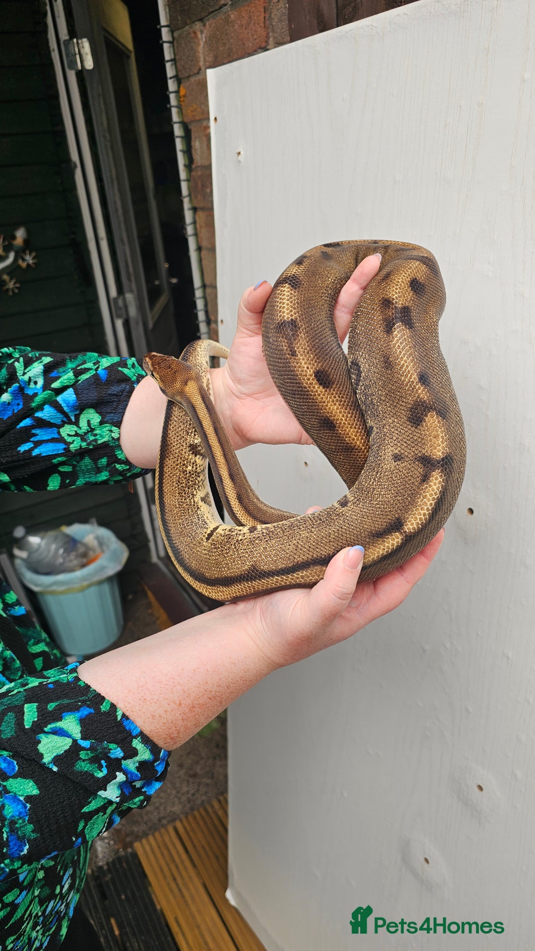 Python Snake reptiles for sale: Aberrant genetic stripe ball python - Image 4