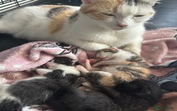 Mixed Breed cats for sale: Kittens  - Image 3