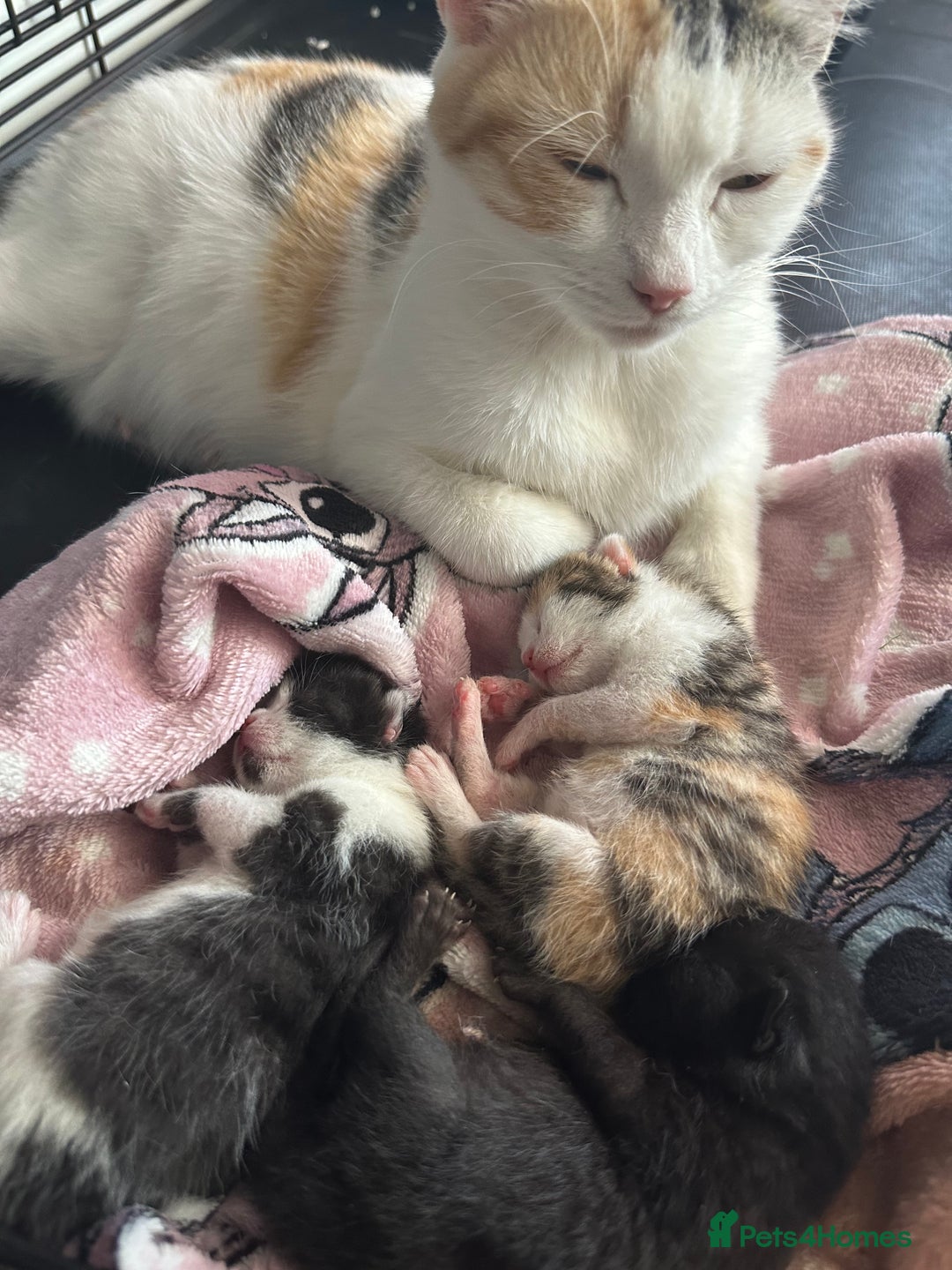 Mixed Breed cats for sale: Kittens  - Image 3