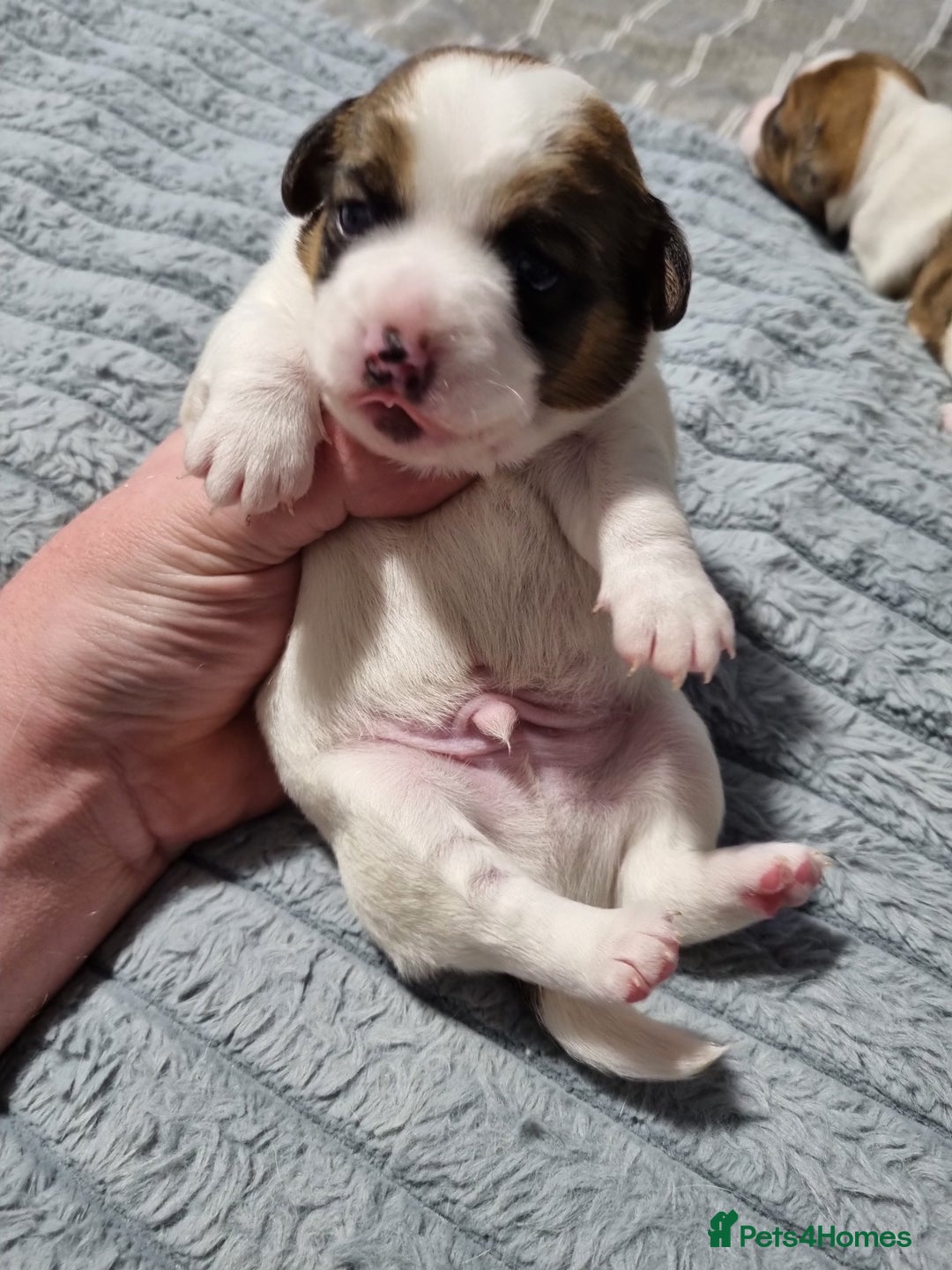 Jack Russell dogs for sale: Jack Russell X Shih Tzu Puppies - Advert 12