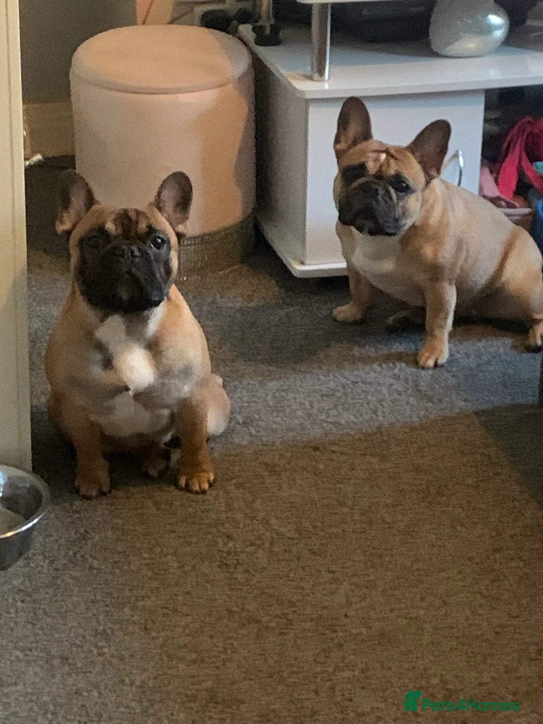 French Bulldog dogs for stud: Mani standard red silver fbce RFG 1  in Edinburgh - Advert 12