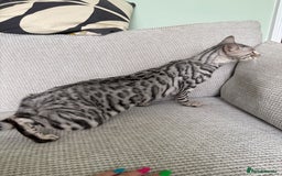 Toyger cats for sale: Superb rare silver Toyger girl  - Image 12