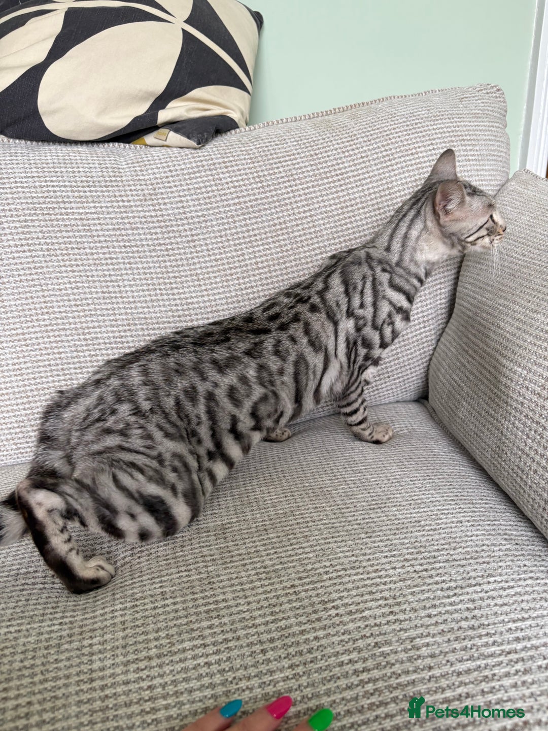 Toyger cats for sale: Superb rare silver Toyger girl  - Image 12