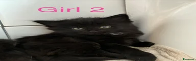 British Longhair 2