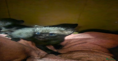 Oriental cats - Advert 8