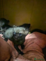 Oriental cats - Advert 2