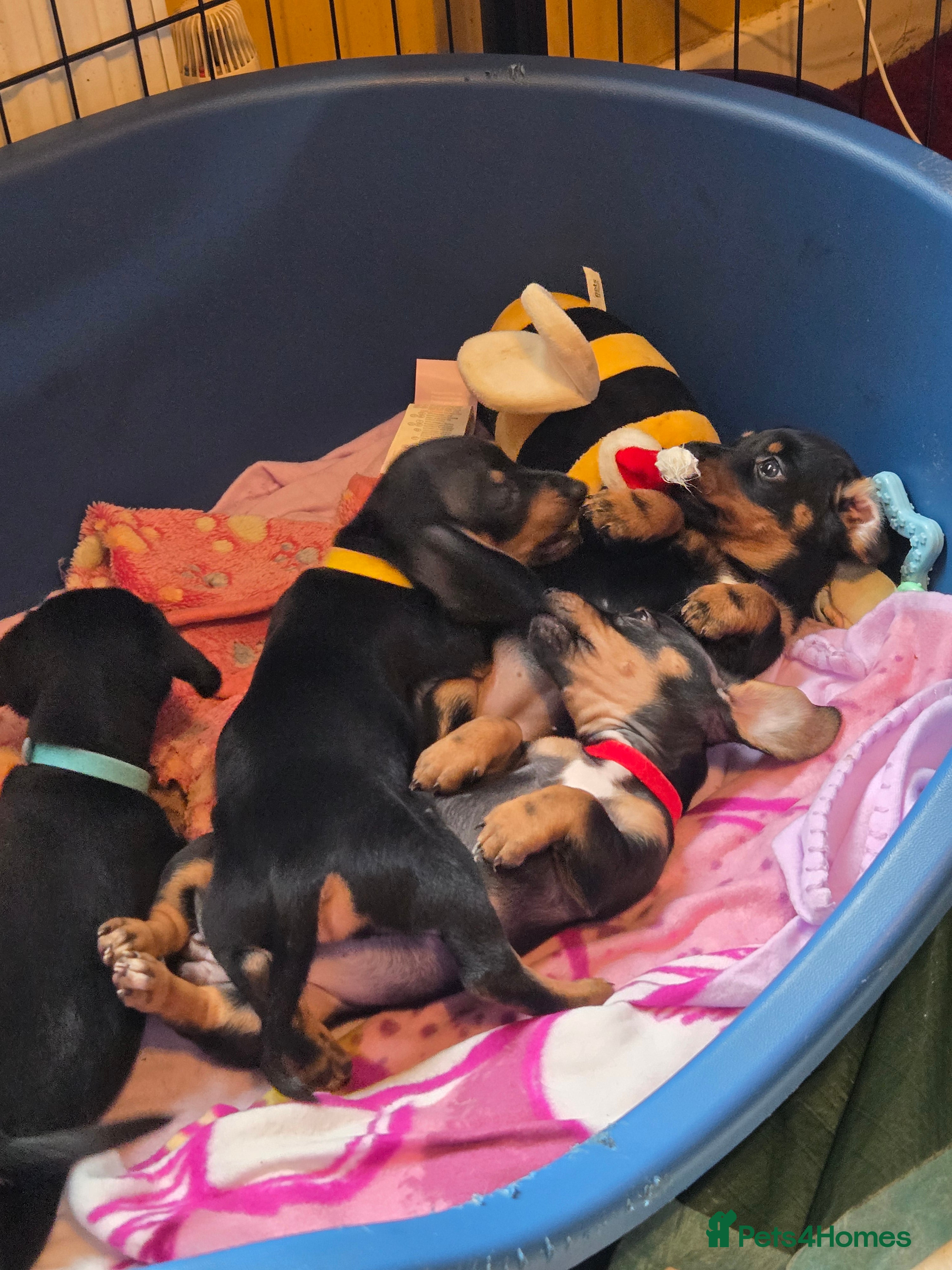 Dachshund dogs Miniature Dachshund crossbreed puppies - Advert 19