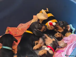 Dachshund dogs Miniature Dachshund crossbreed puppies - Advert 19