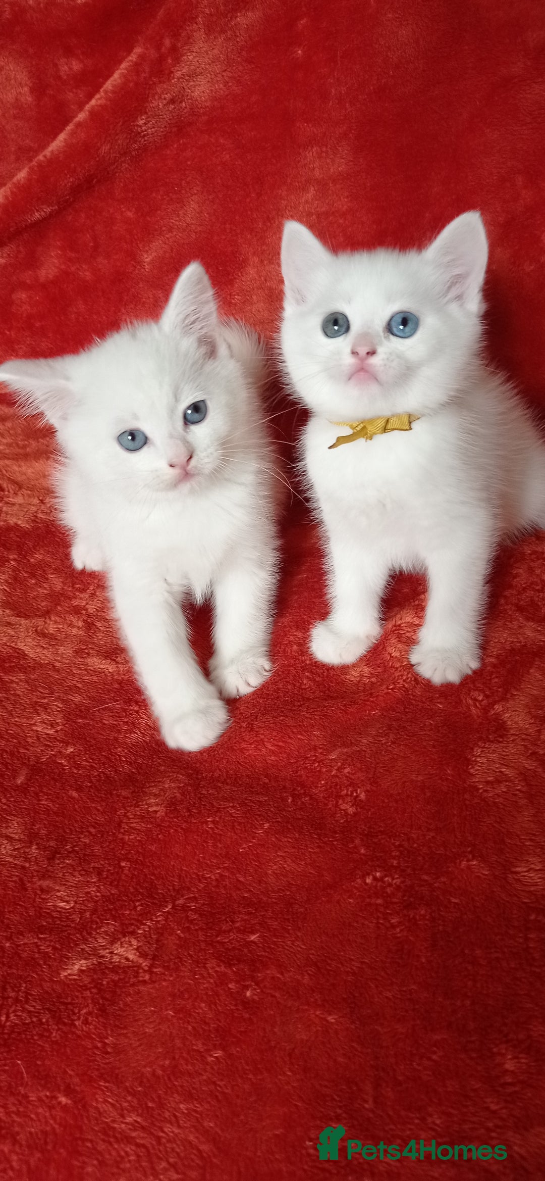 Mixed Breed cats for sale: British shorthair &Ragdoll mix - Advert 18