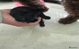 Toy Poodle dogs for sale: Tiny black toy poodle puppies KC registered - Image 4