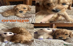 Mixed Breed dogs for sale: Adorable cavacockerpoo - Image 3