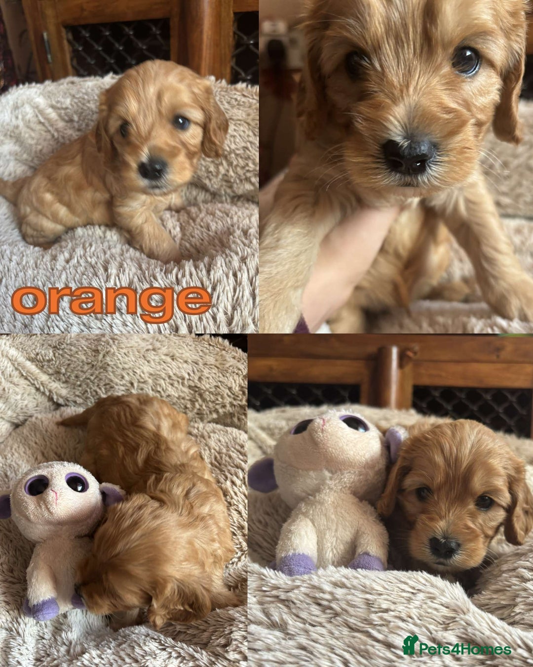 Mixed Breed dogs for sale: Adorable cavacockerpoo - Image 3