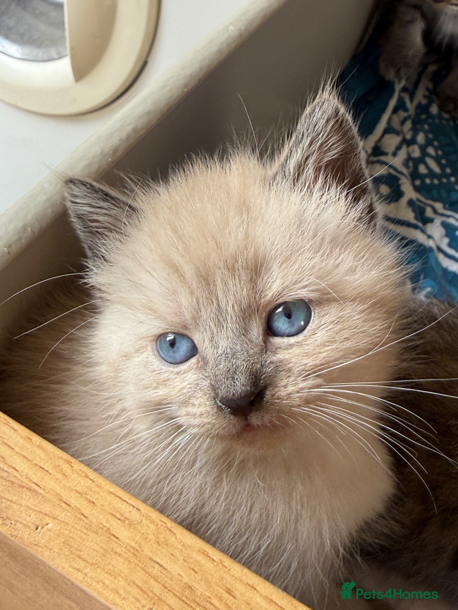 Mixed Breed cats Beautiful Siberian Mix Kittens  - Advert 2