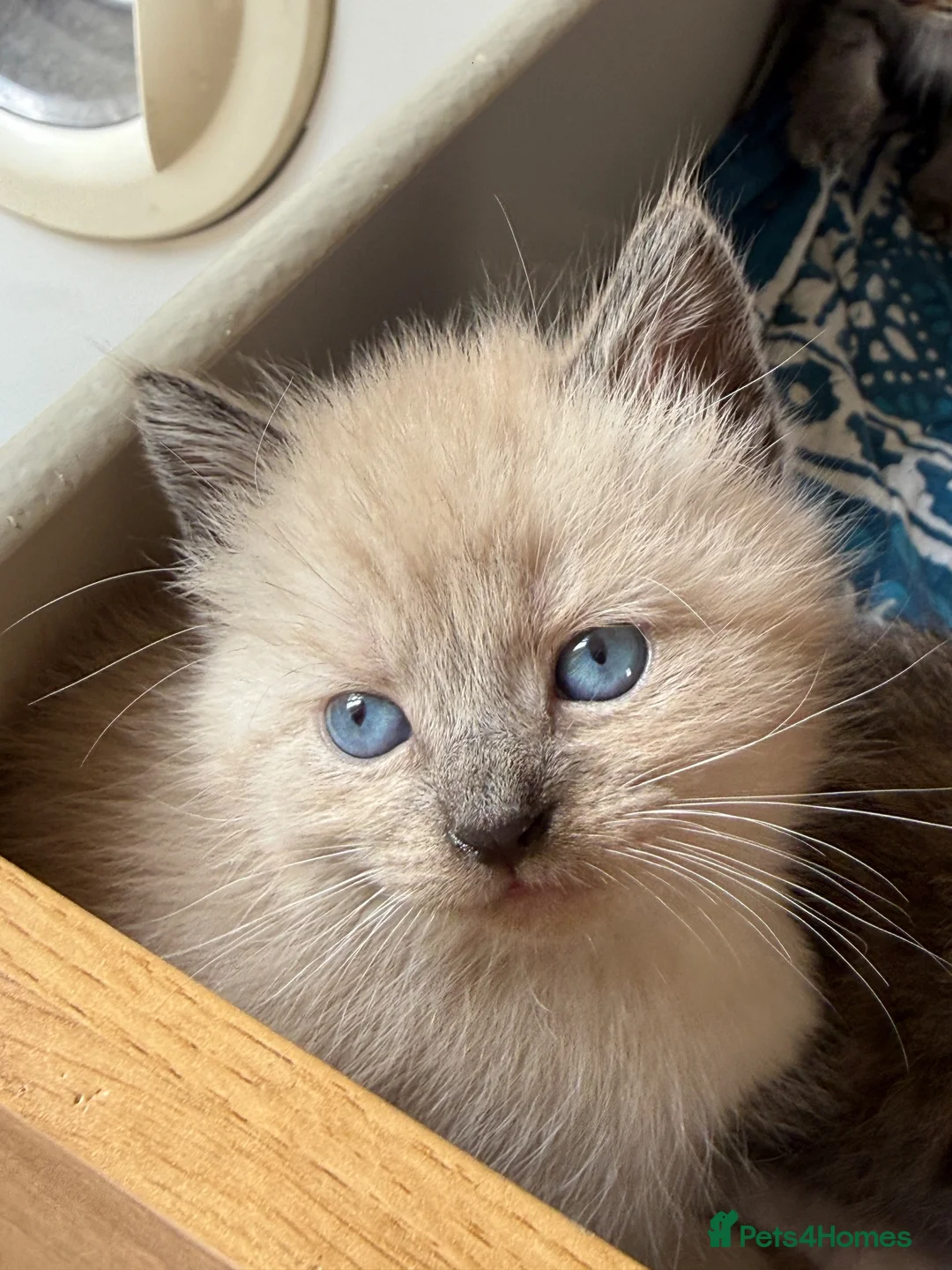 Mixed Breed cats for sale: Beautiful Siberian Mix Kittens  - Advert 1