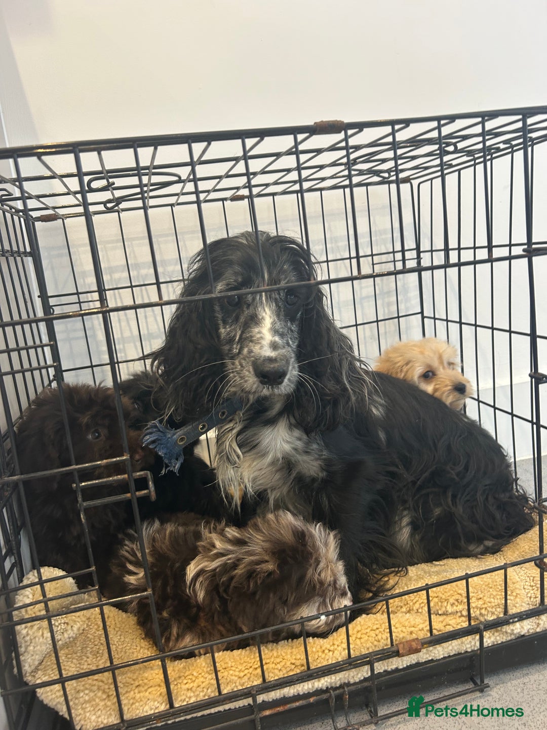 Cockapoo dogs for sale: 5 cockapoo boys for sale - Image 1