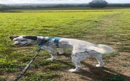 Mixed Breed dogs for sale: Husky cross dalmatian  - Image 3