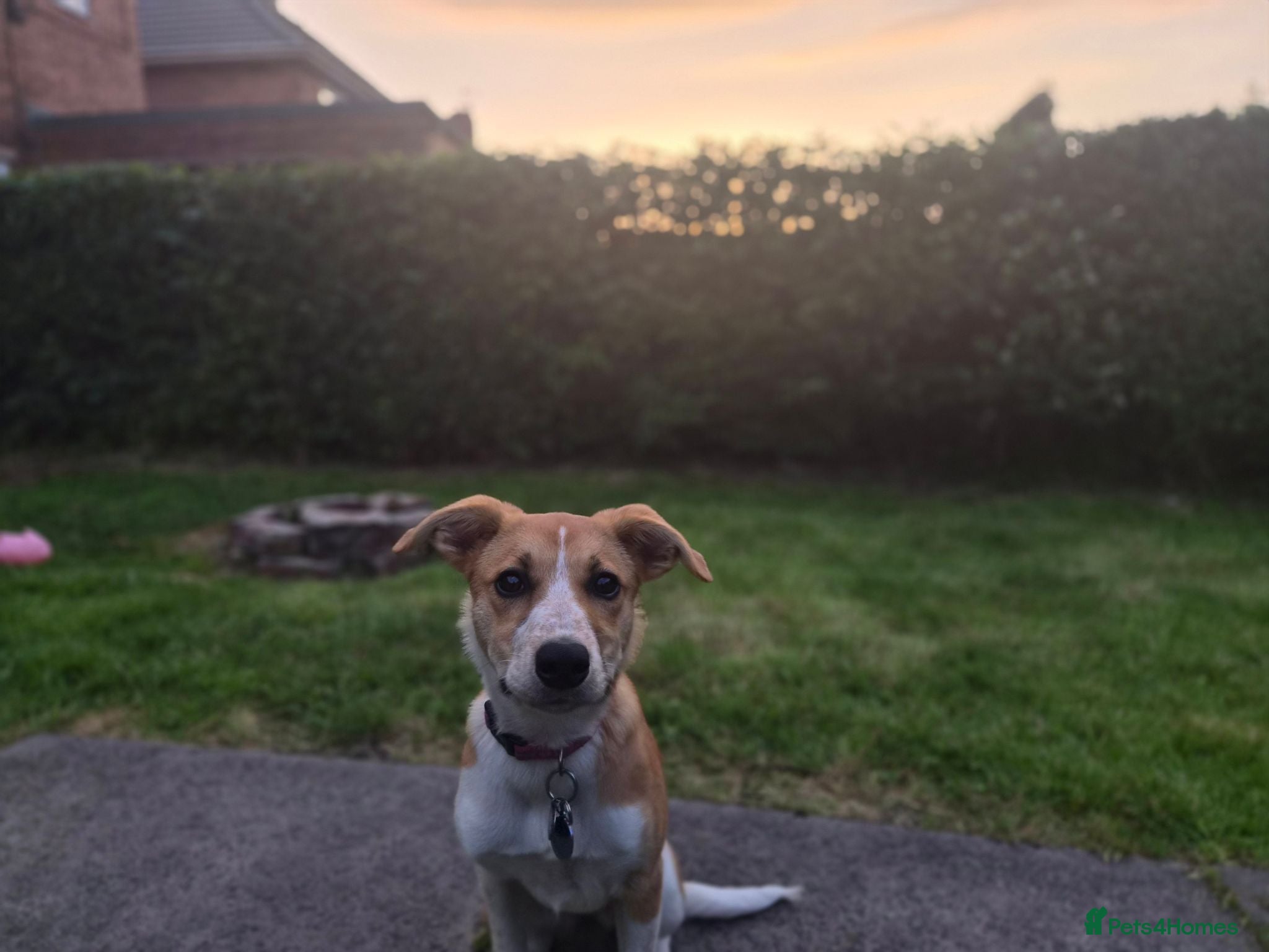 Mixed Breed dogs Female 6 month old mabel - Advert 12