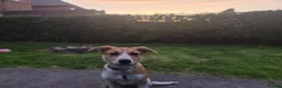 Mixed Breed dogs for sale: Female 6 month old mabel - Advert 1
