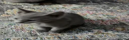 Russian Blue cats for sale: last adorable female pure breed Russ blue kitten - Advert 5