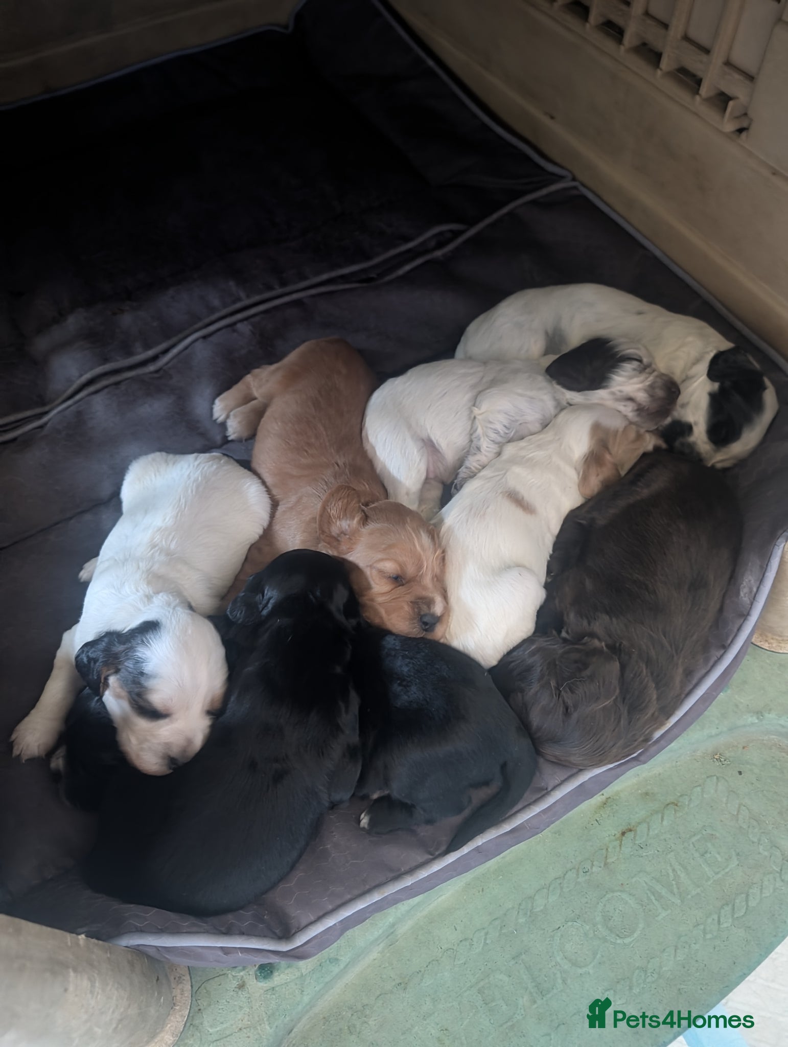 Cocker Spaniel dogs for sale: Beautiful cocker spaniel puppies  - Advert 12