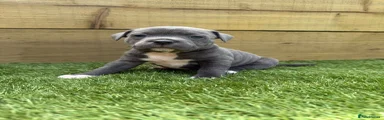 Staffordshire Bull Terrier Puppy 3
