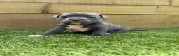 Staffordshire Bull Terrier dogs for sale: Staffordshire bull terriers for sale  - Advert 15