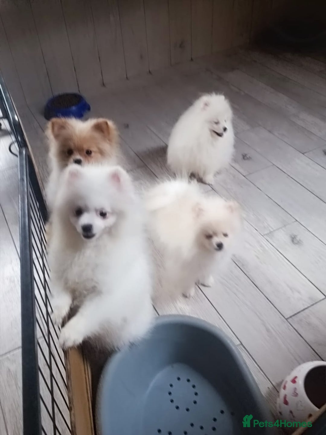 Pomeranian dogs for sale: Stunning oryginal pomeranian puppies   - Advert 1