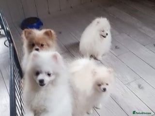 Pomeranian dogs Stunning oryginal pomeranian puppies - Advert 1