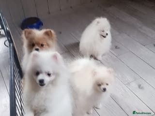 Pomeranian dogs Stunning oryginal boo type pomeranian puppies - Advert 16