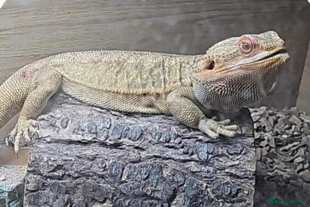 Bearded Dragon reptiles for sale: Male bearded dragon - Image 4
