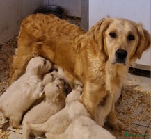 Golden Retriever dogs - Advert 4