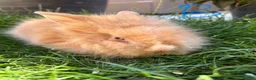 Lionhead rabbits for sale: Lionhead rabbits for sale  - Advert 8