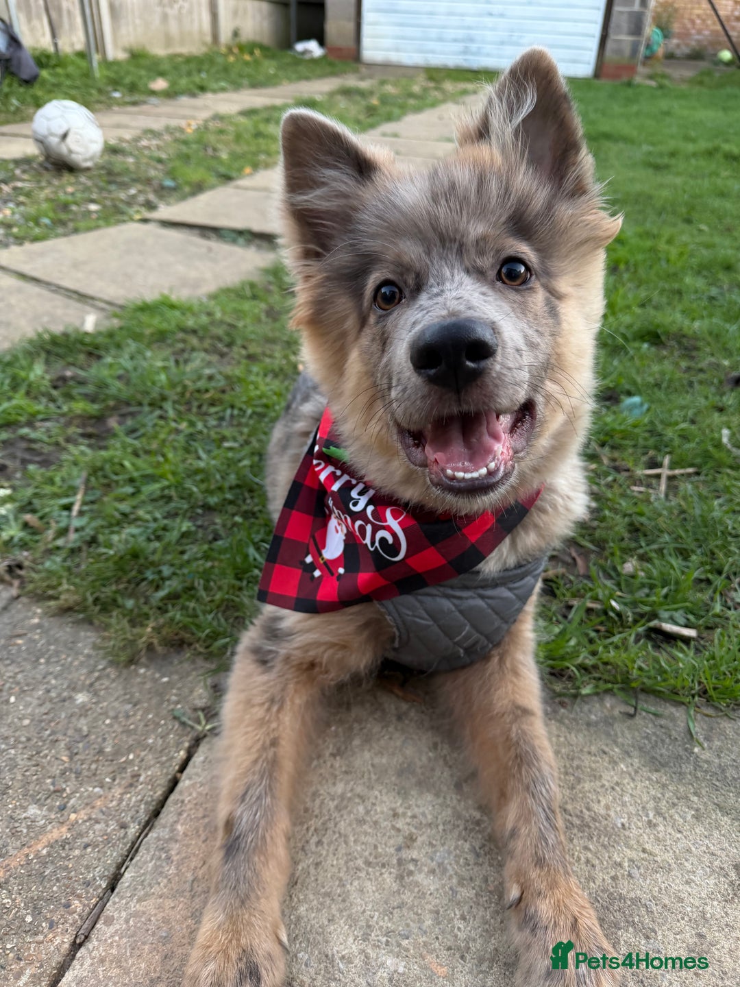 Mixed Breed dogs for sale: Miss H - Advert 3