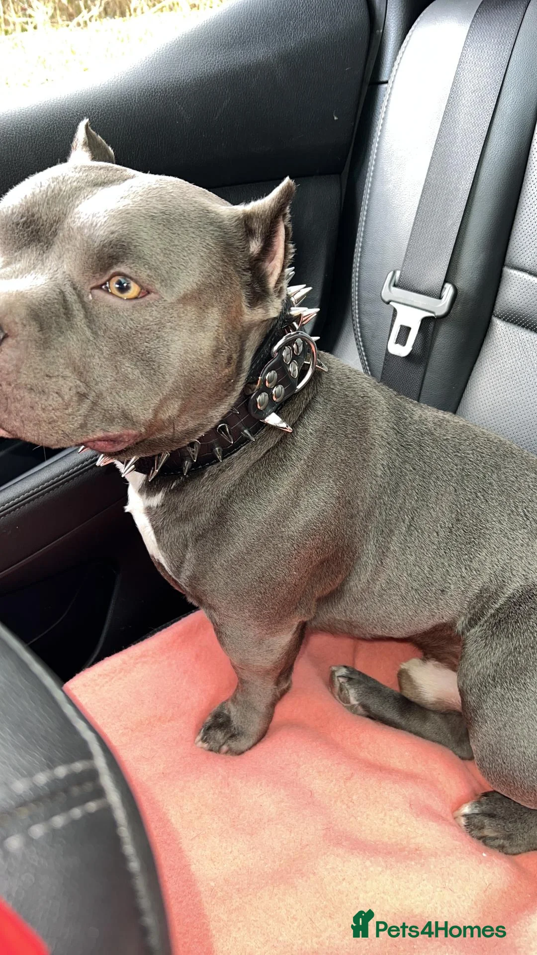 American Bully dogs for stud: American bully  in Reading - Advert 6