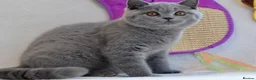 British Shorthair cats for sale: 5 beautiful kittens😻❤️ - Advert 6