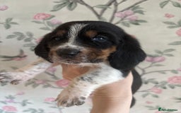 Basset Hound dogs for sale: Bassett hound puppies  - Advert 27