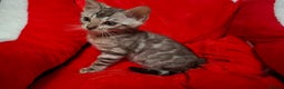 Bengal cats for sale: Last stunning Blue pure bengal kitten available! - Advert 31