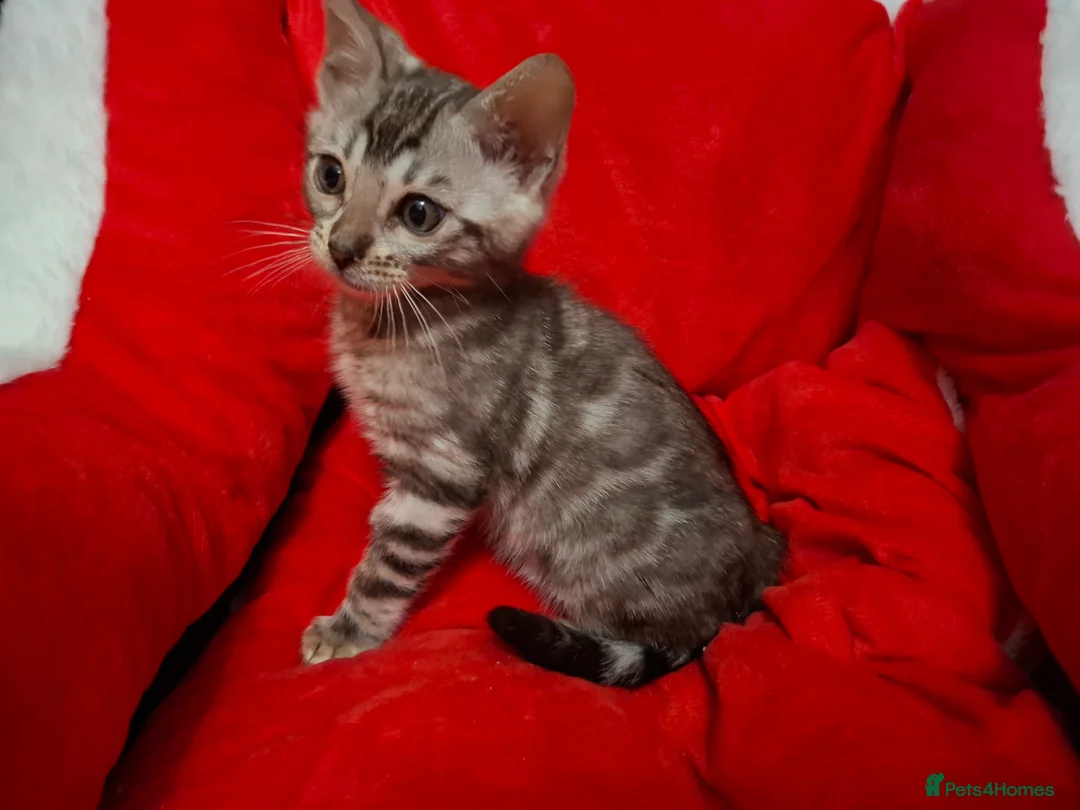 Bengal cats for sale: Stunning Blue pure bengal kittens - Advert 31