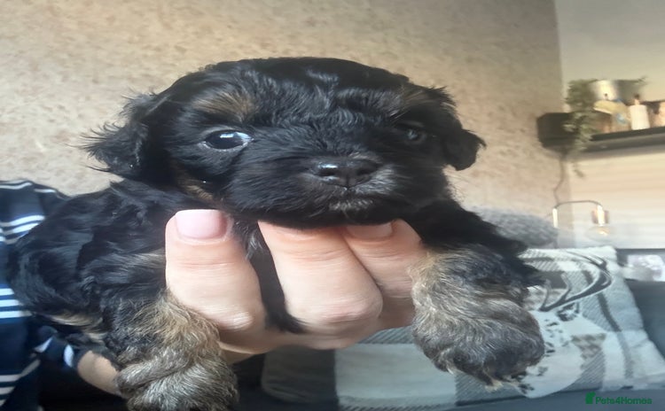 Shihpoo dogs - Advert 2