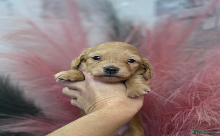 Miniature Dachshund dogs Miniature Dachshund Puppies  - Advert 11