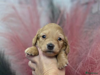 Miniature Dachshund dogs Miniature Dachshund Puppies - Advert 2