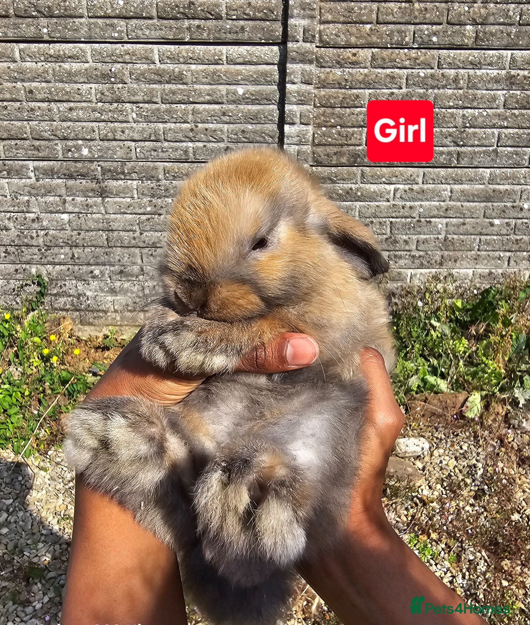 Mini Lop rabbits Pure breed Mini Lop Rabbits - Advert 1